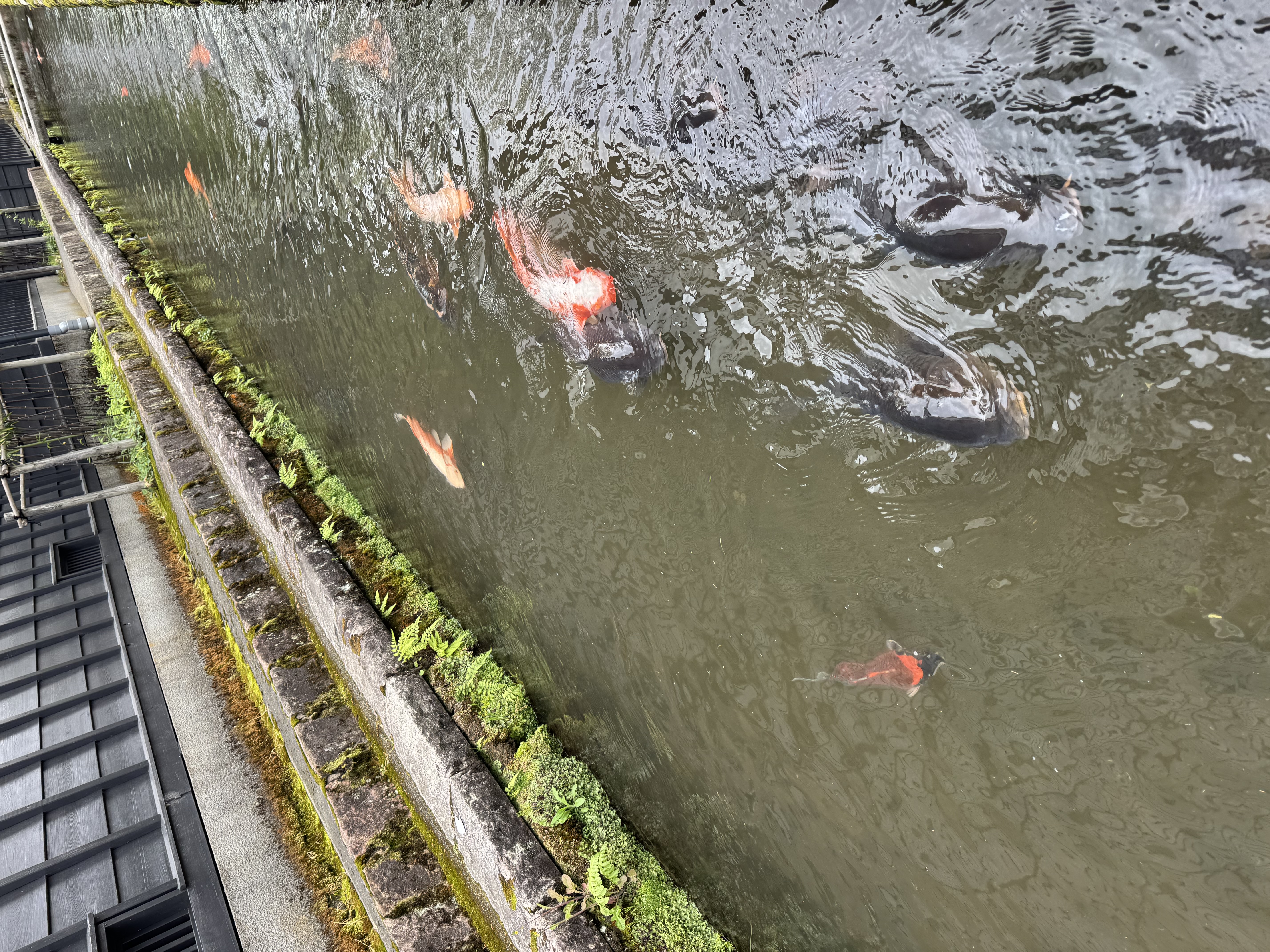 image from Takayama